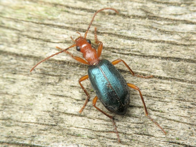 Brachinus explodens Duftschmid, 1812